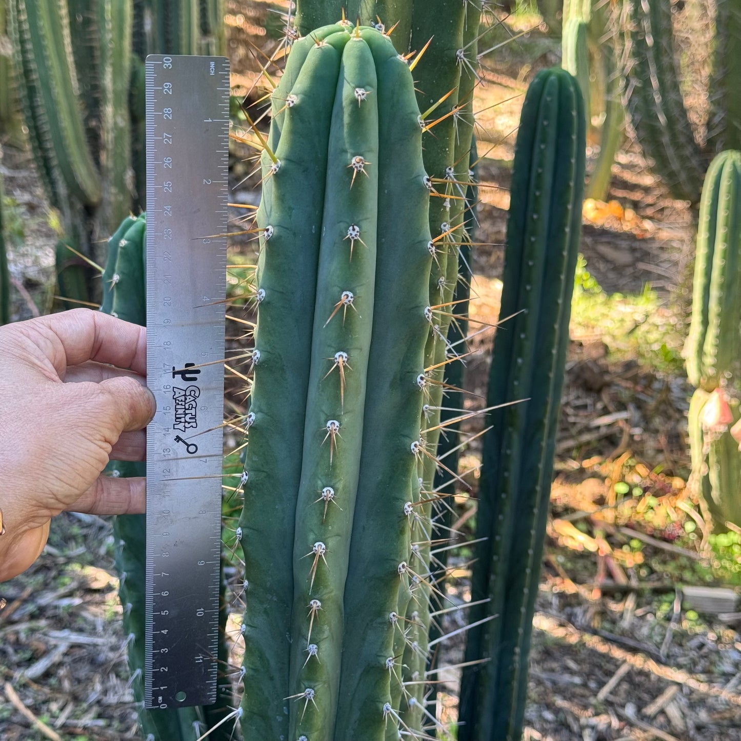 Vernes 2006 KK seeds- local pickup