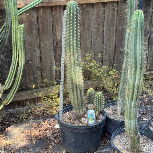 Poot’s validus - local pickup