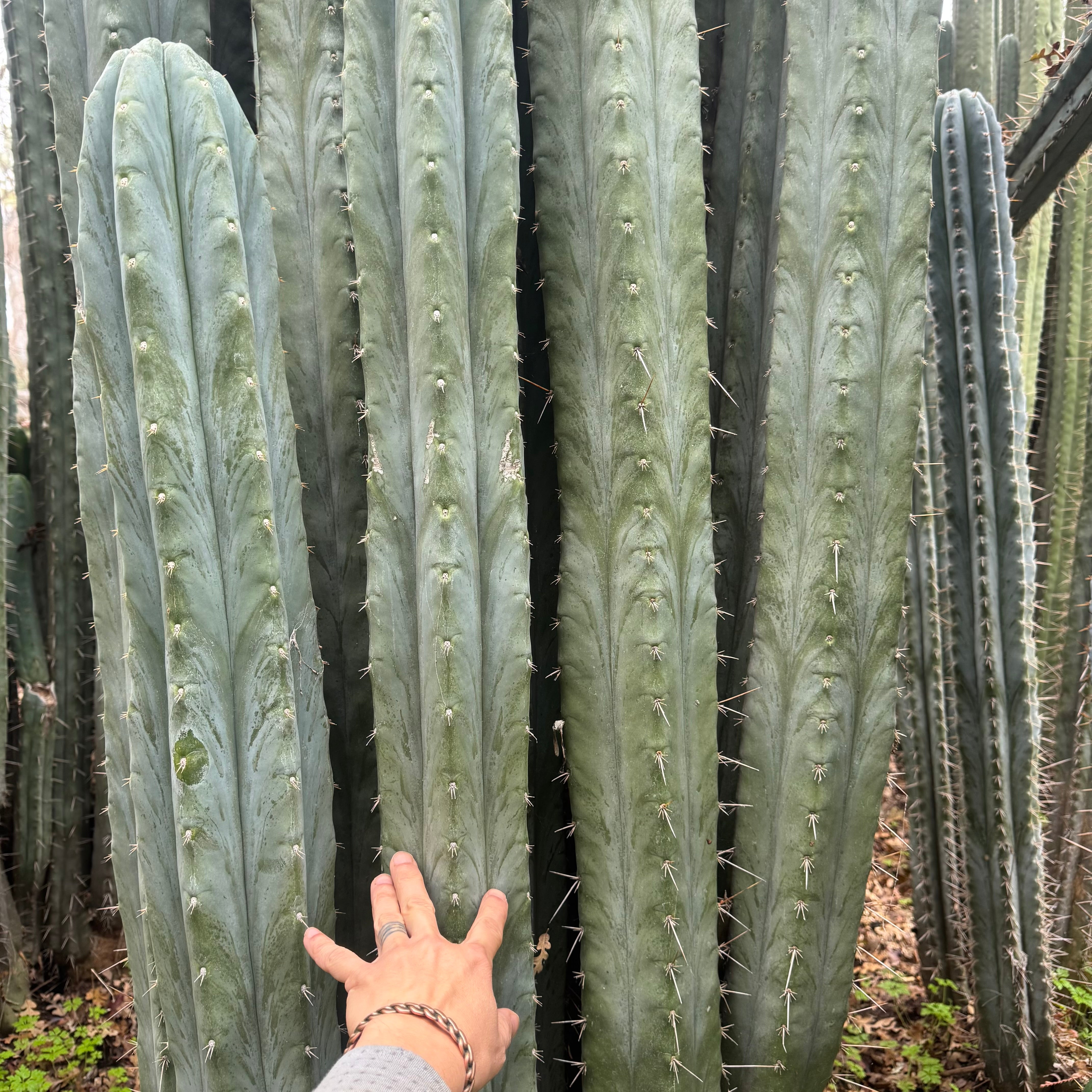 Cactus Affinity - huanu JS288