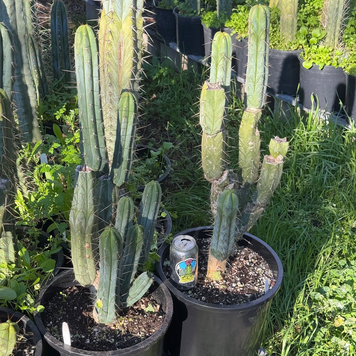 bridge - Cactus Kate local pickup