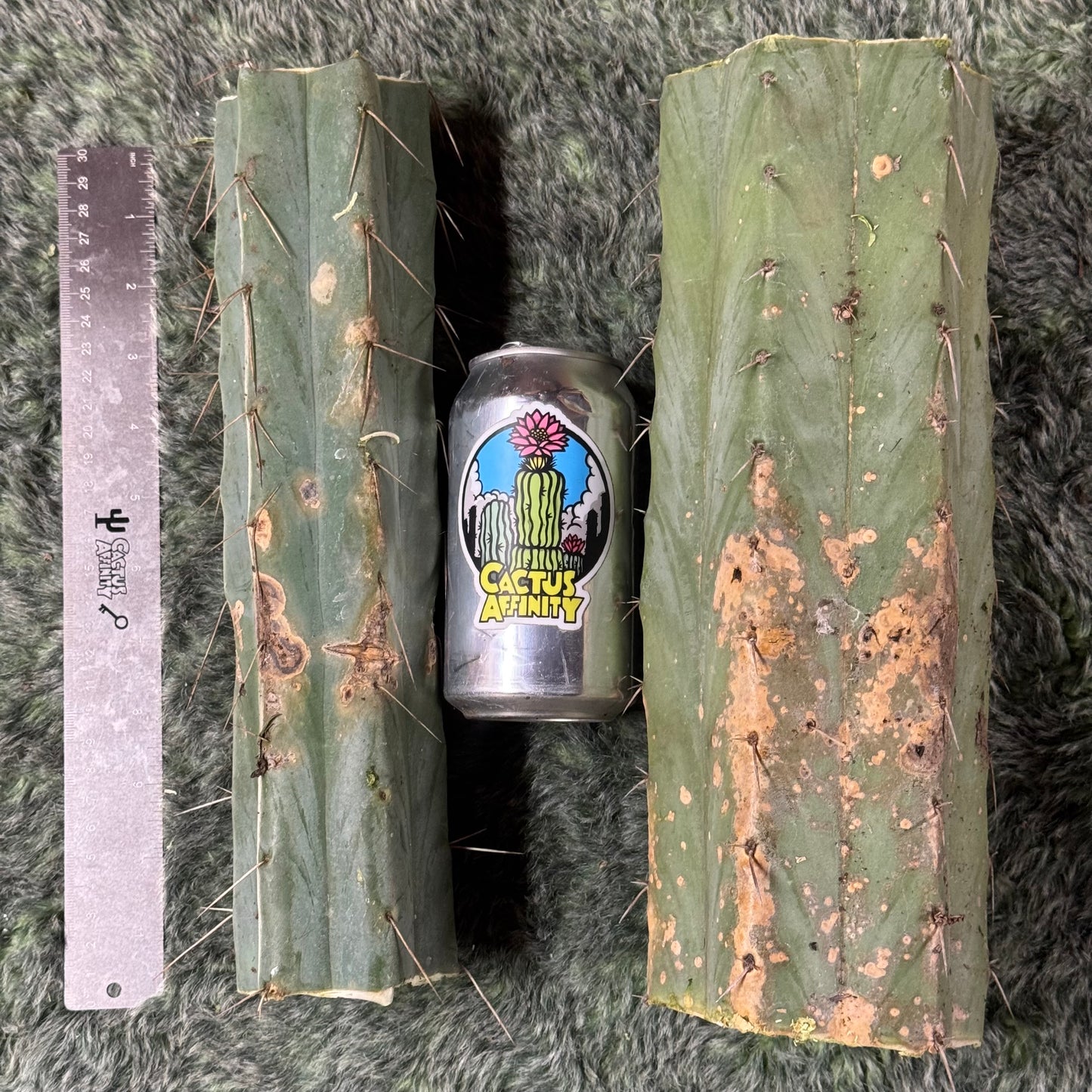 big box of cactuses - exact cactuses