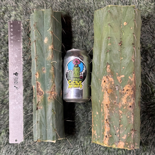 big box of cactuses - exact cactuses