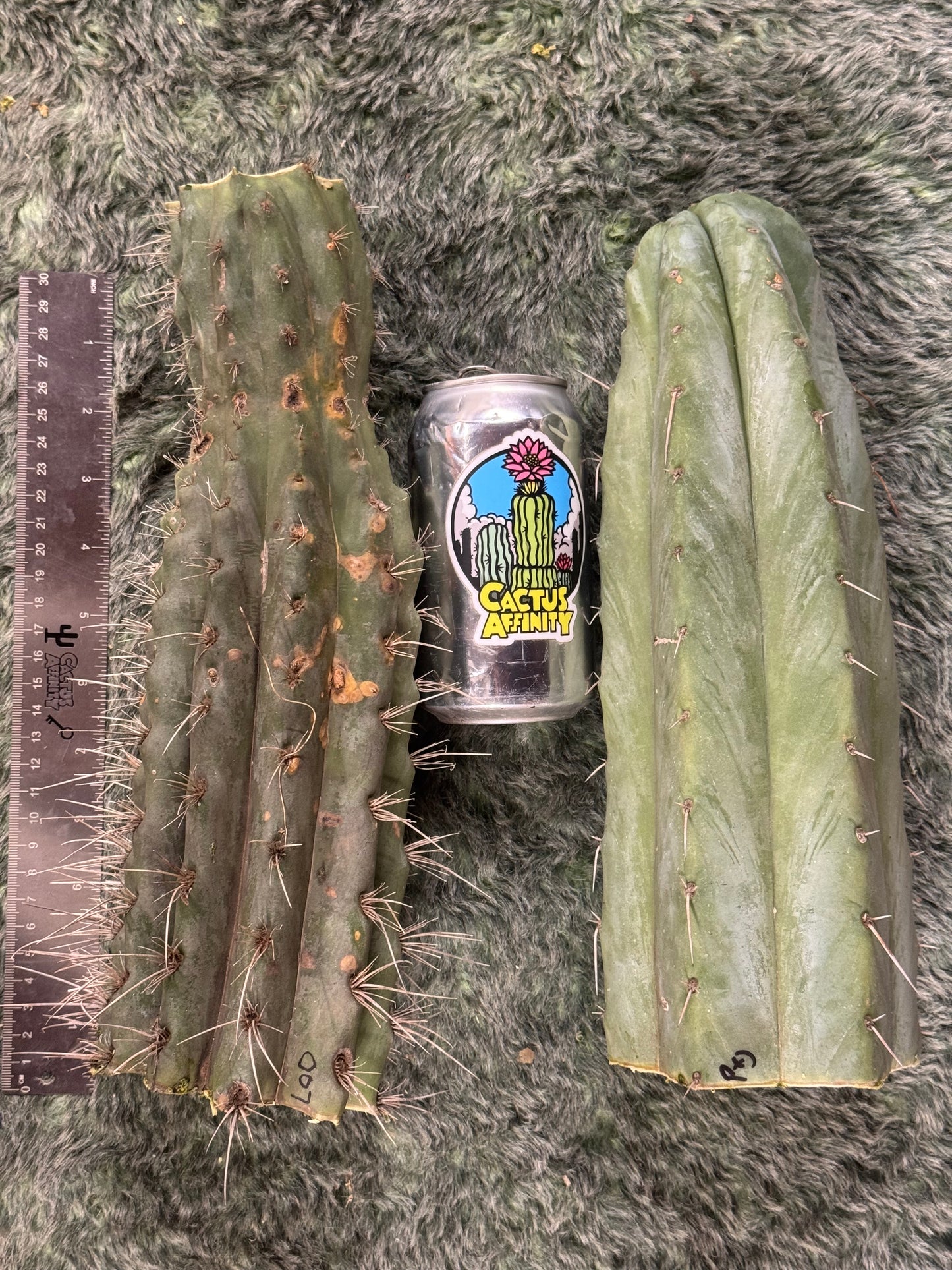 big box of cactuses - exact cactuses