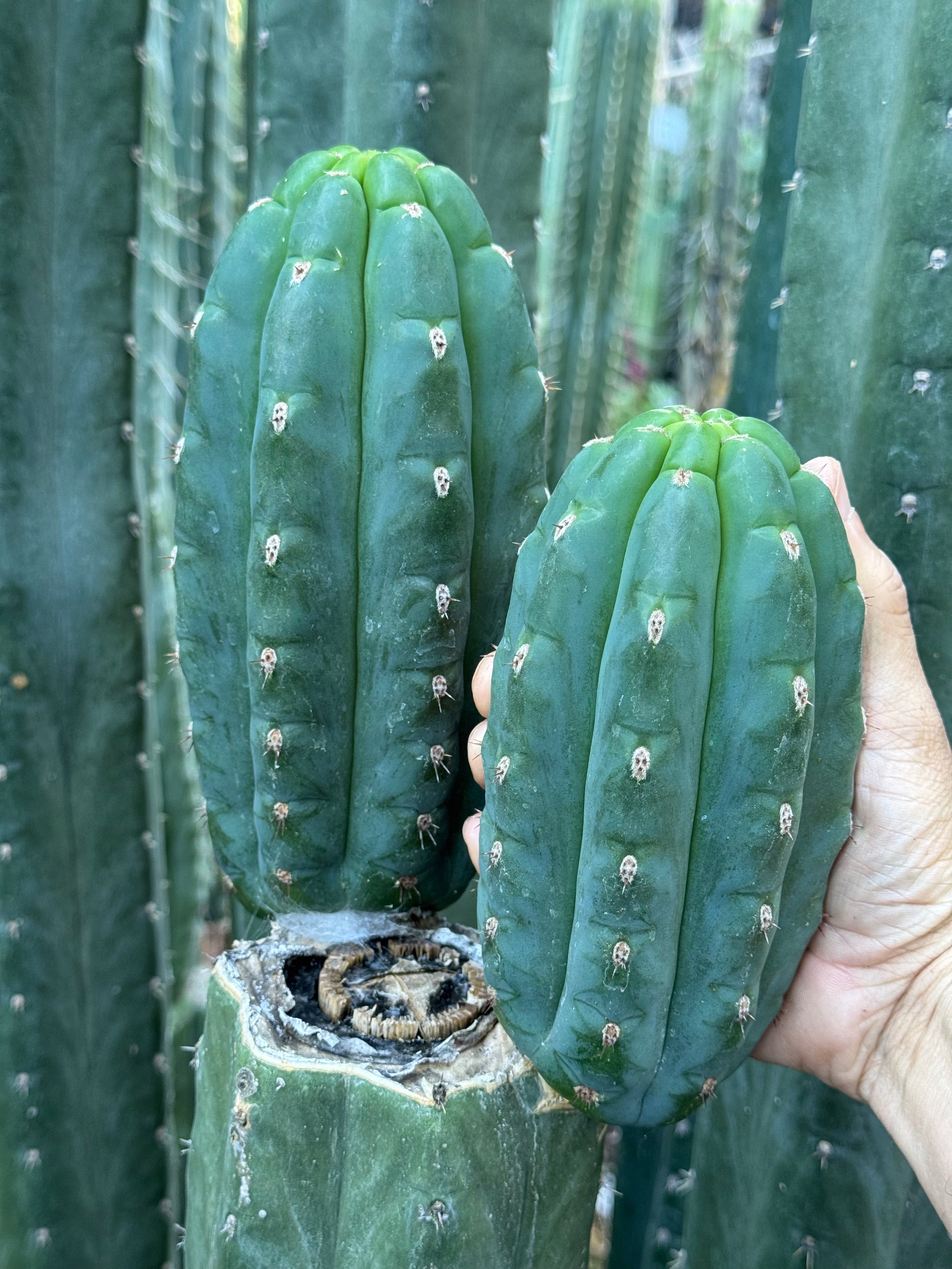 Cactus Affinity - Ressler's BBG pallarensis hybrid JS127