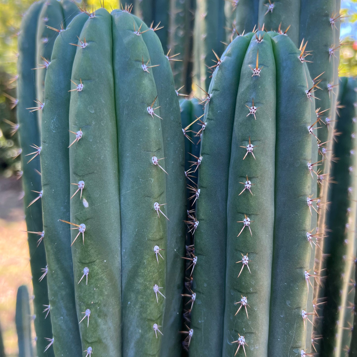 Malo’s Ayacucho