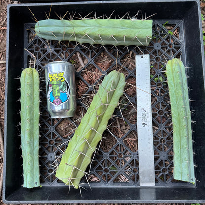 bridge cactus plants