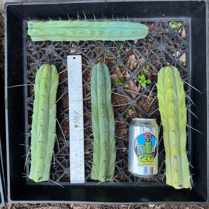 bridge cactus plants