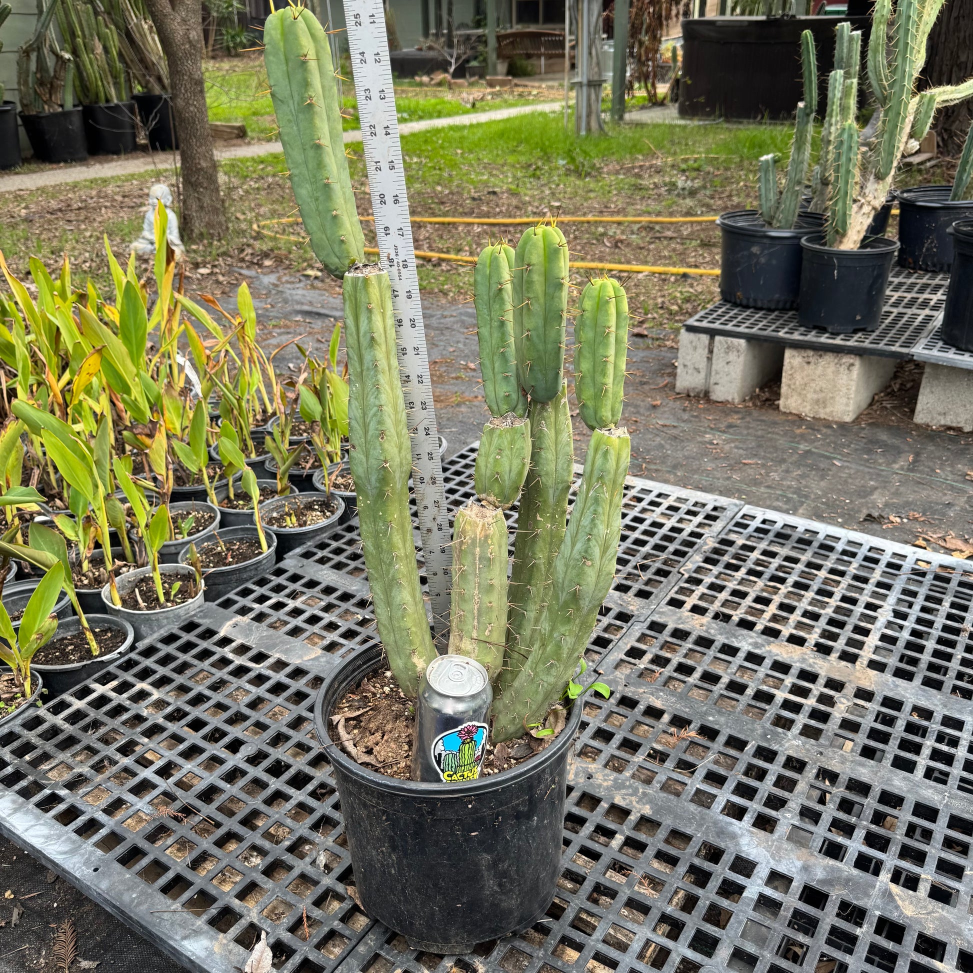 cactus kate san pedro Cactus Affinity - bridge