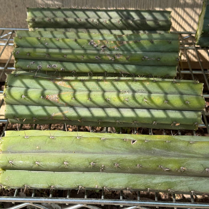 bulk box of cactuses