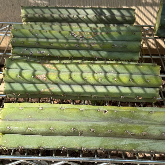 bulk box of cactuses