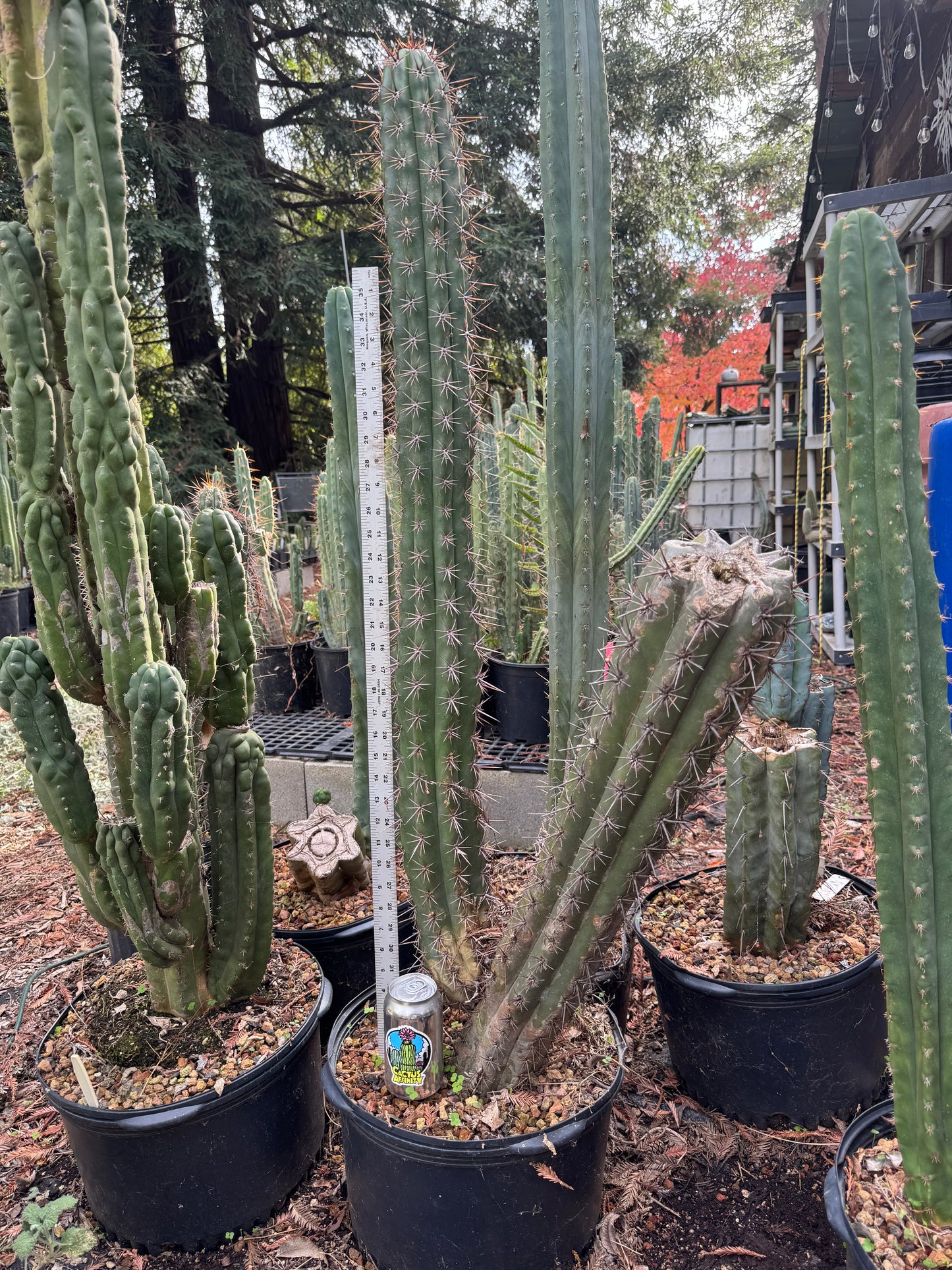 taquimbalensis - local pickup