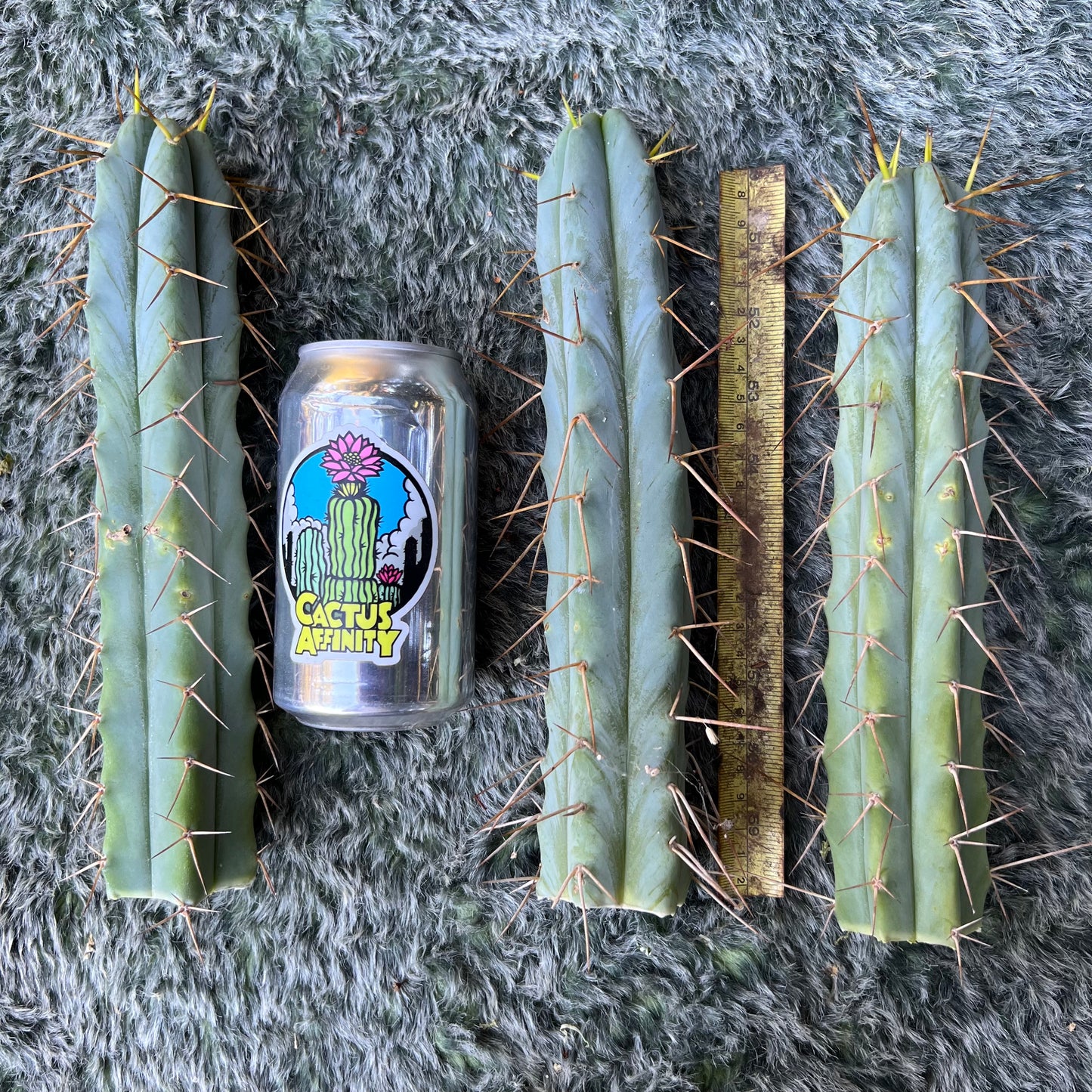 bridge mix cactus plants