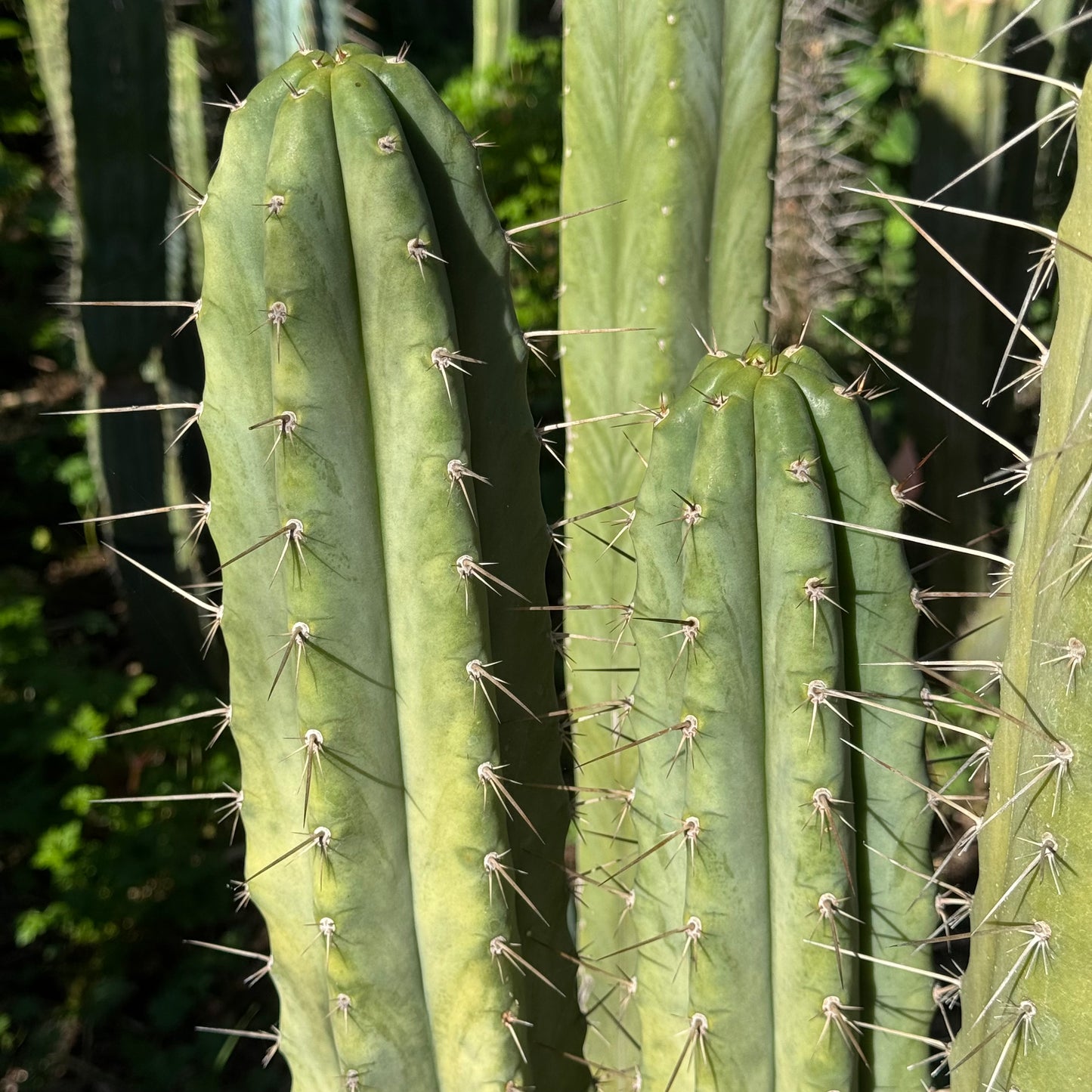Vernes 2006 KK seeds- JS397