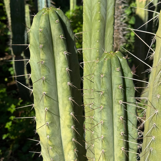 Vernes 2006 KK seeds- JS397