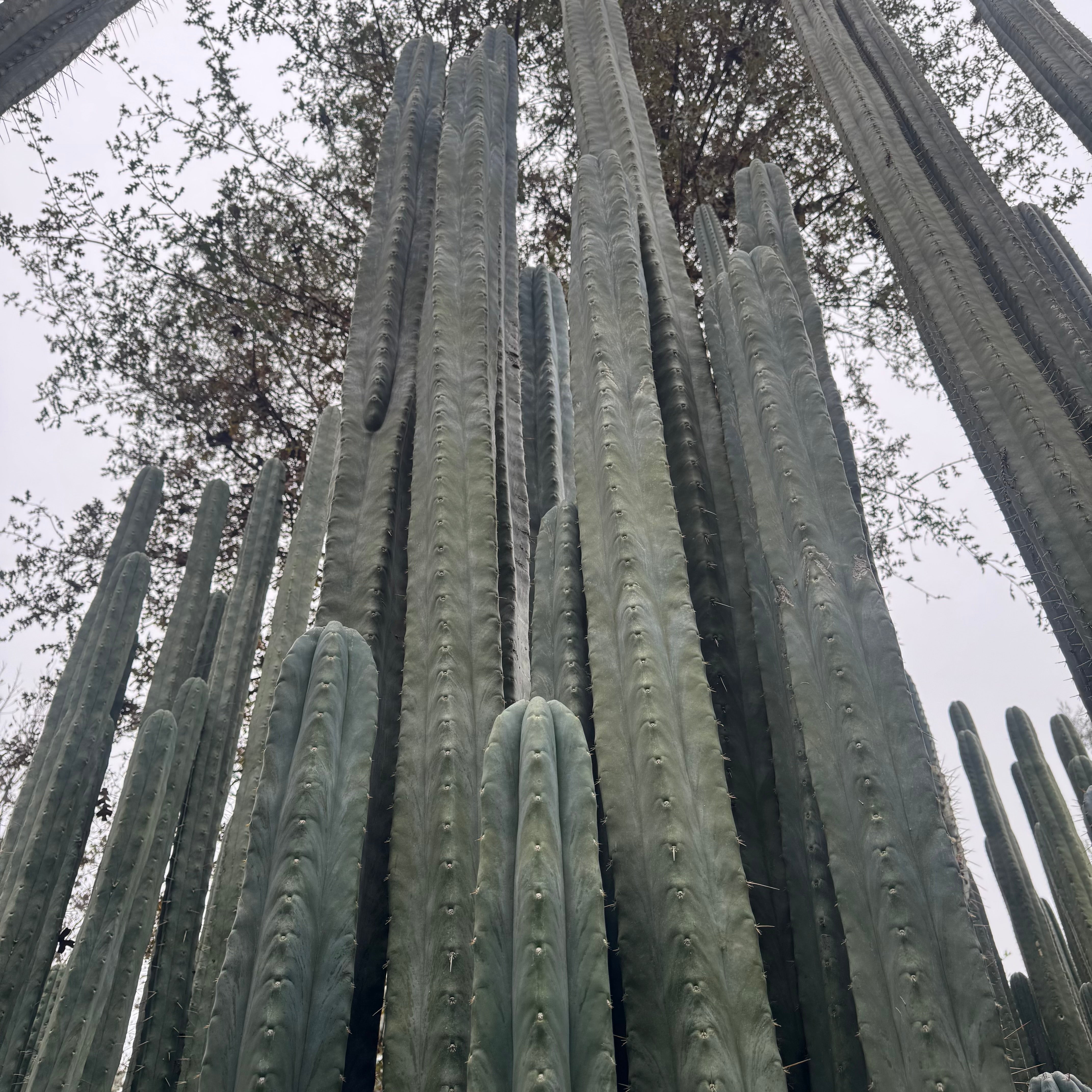 Cactus Affinity - huanu JS288