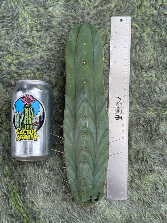 Don Huan - free shipping