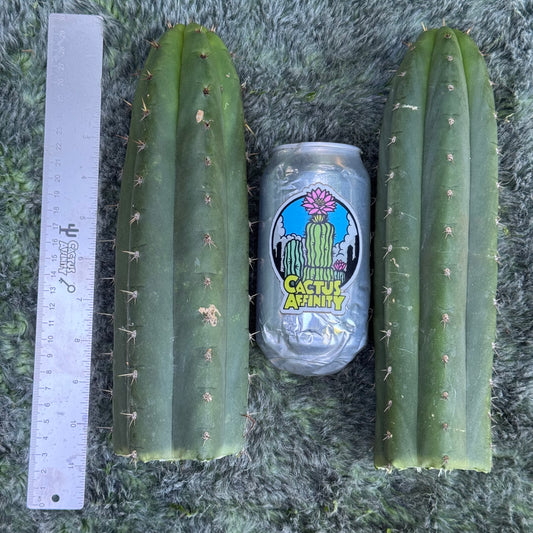 pach cactus plants