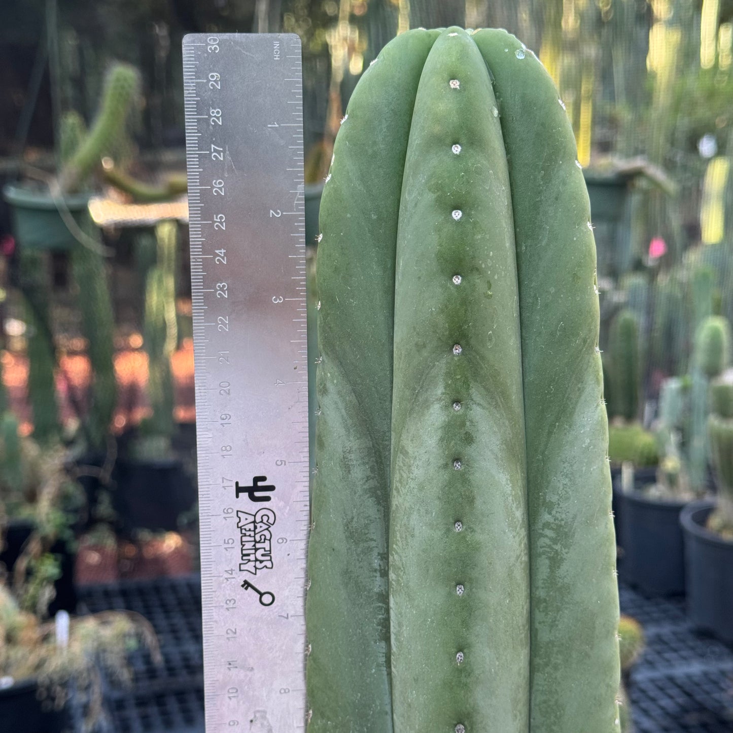 Tucson Fats