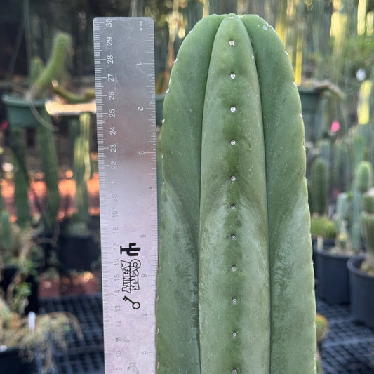 Tucson Fats