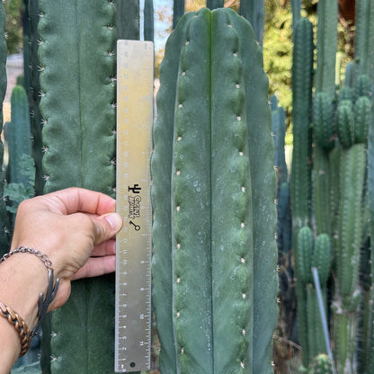 cordobensis NMCR
