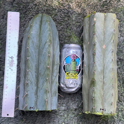 peru x TJG