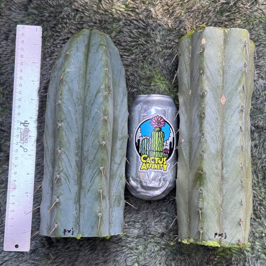 peru x TJG