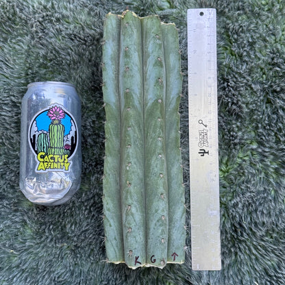 Kimura’s Giant