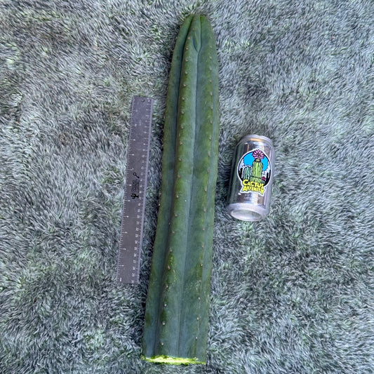 Jiimz J’s Giant
