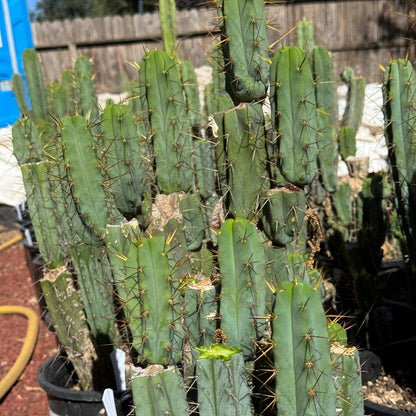 bridge Cactus Kate