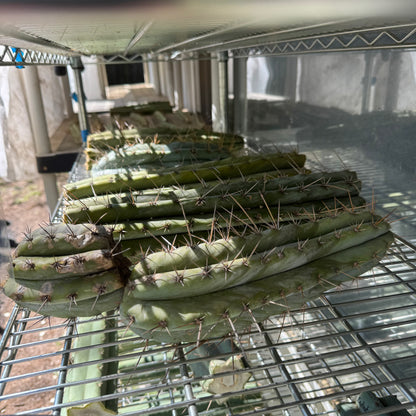 bulk box of cactuses