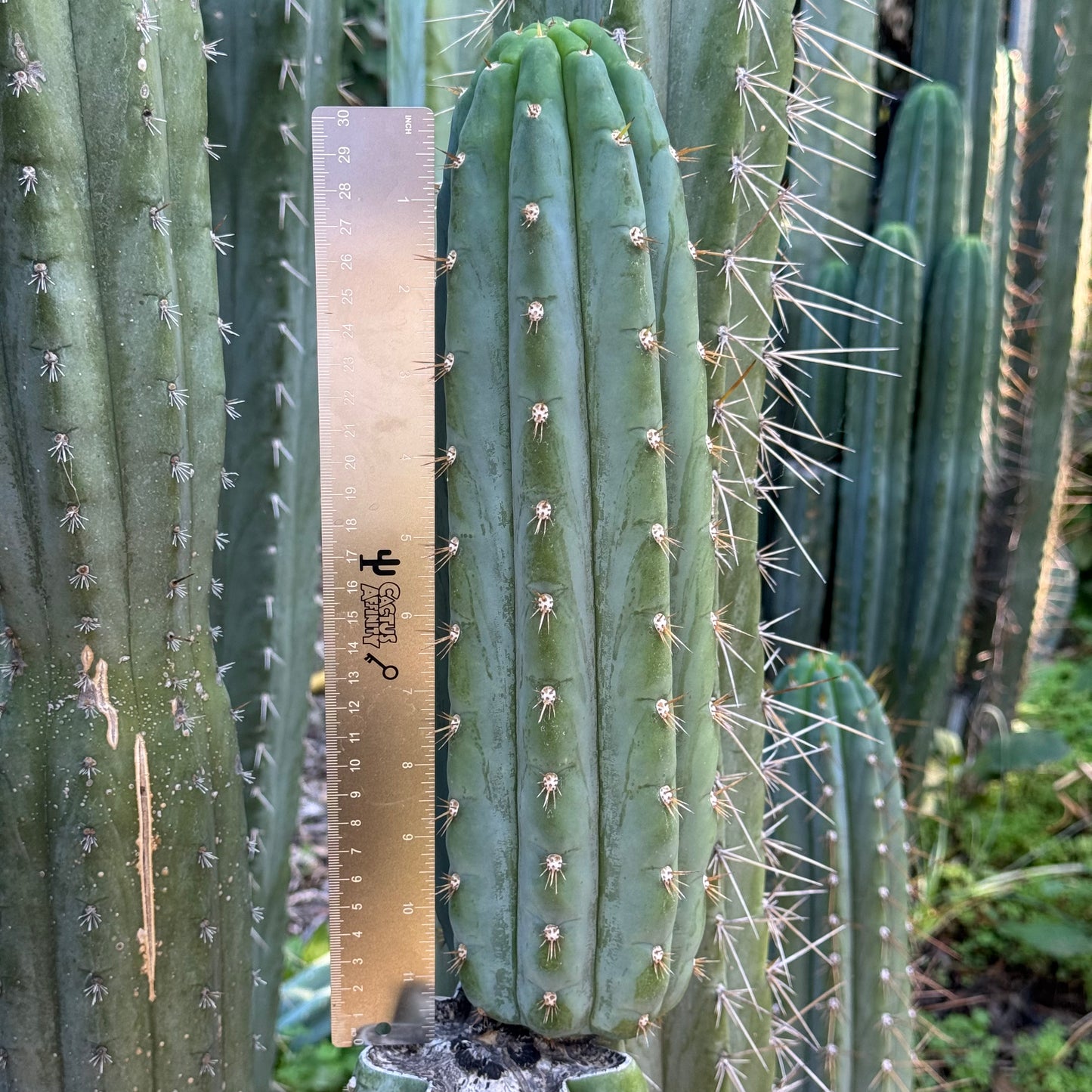 Cactus Affinity - BK09509.9 santa Cactus Affinity - BK09509.9 santa