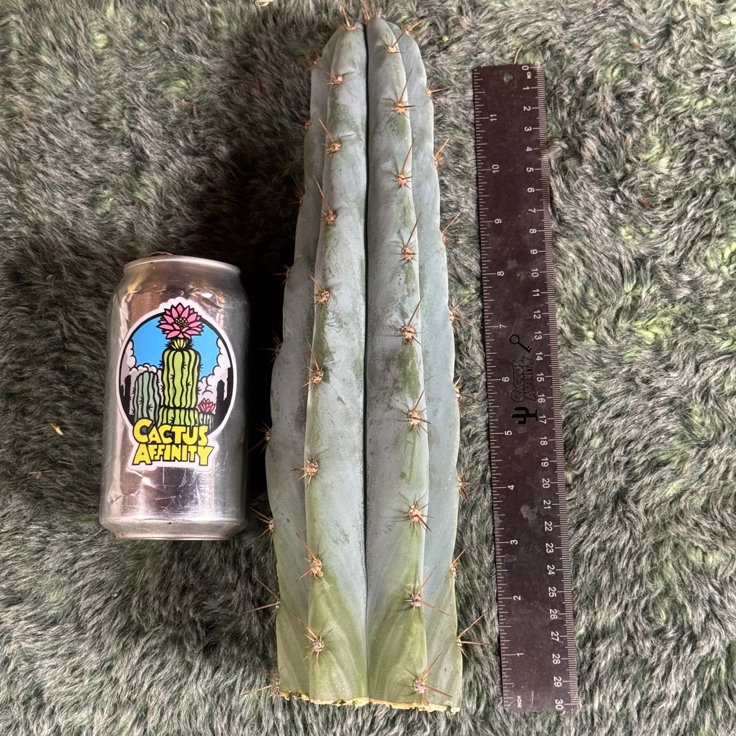 Verne’s Wild Andes aka IcarosDNA - free shipping