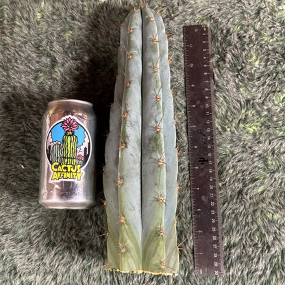 Verne’s Wild Andes aka IcarosDNA - free shipping