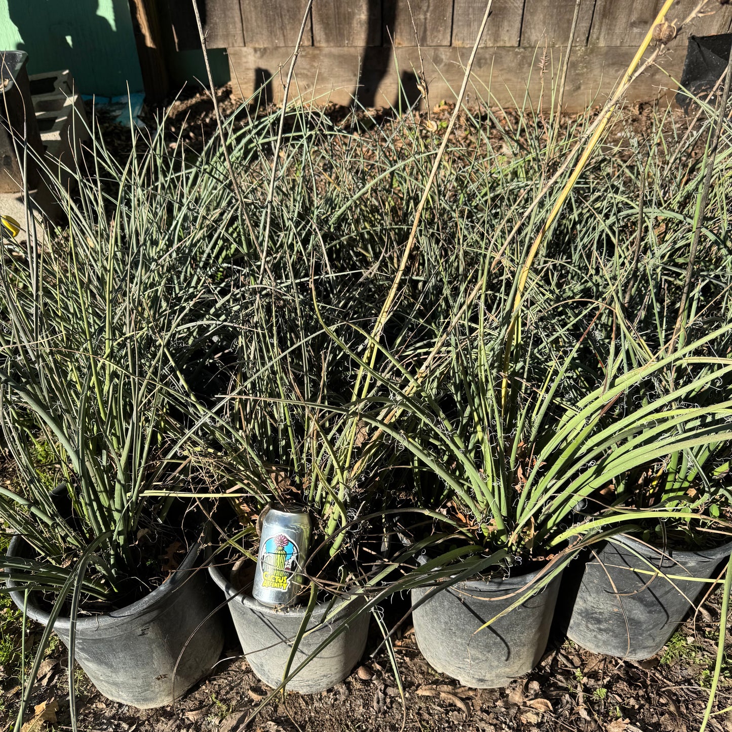 Hesperaloe parvifolia - local pickup