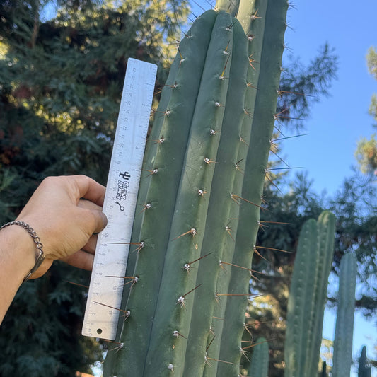 Vernes 2006 KK seeds- local pickup