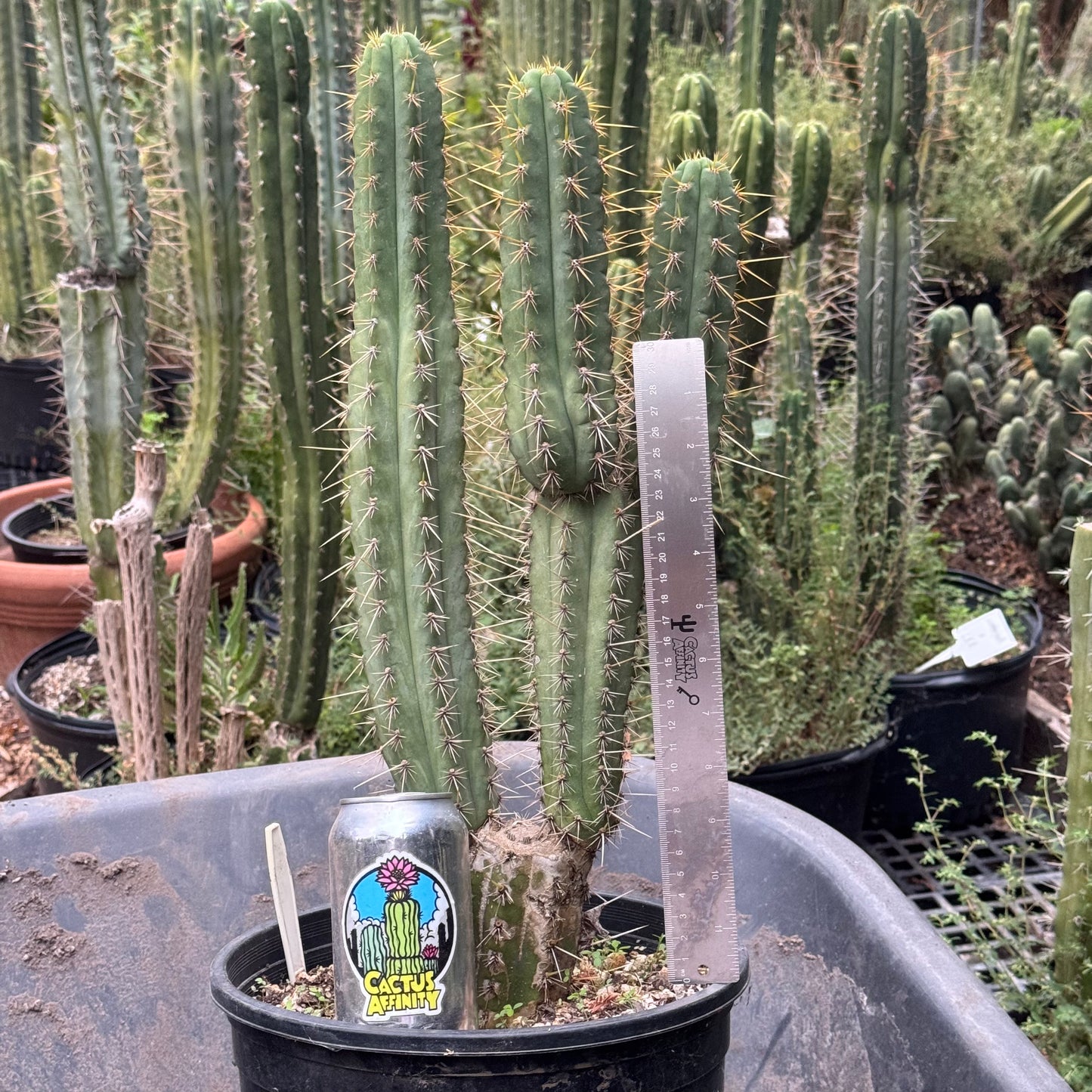 Kakster’s ayacucho ‘Middleton’