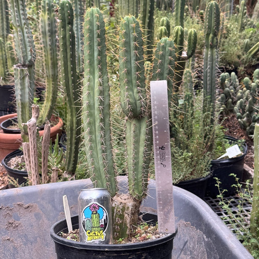 Kakster’s ayacucho ‘Middleton’