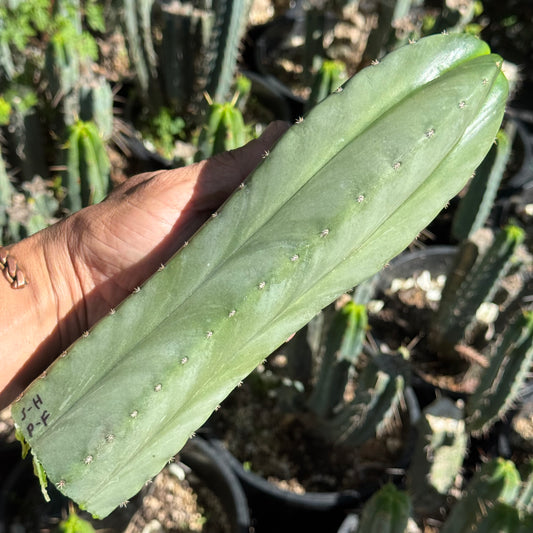 scop ‘Hillside’ x pach ‘Fields’