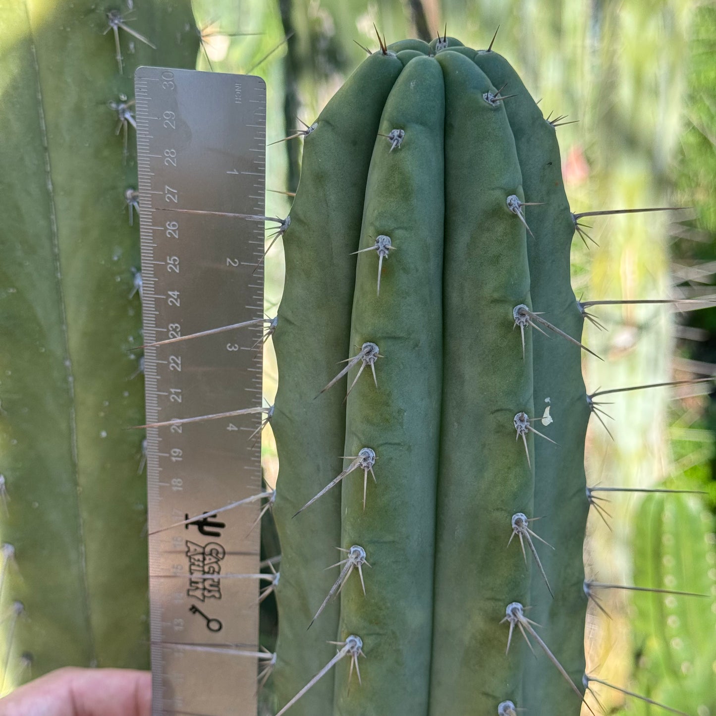 Vernes 2006 KK seeds- JS397