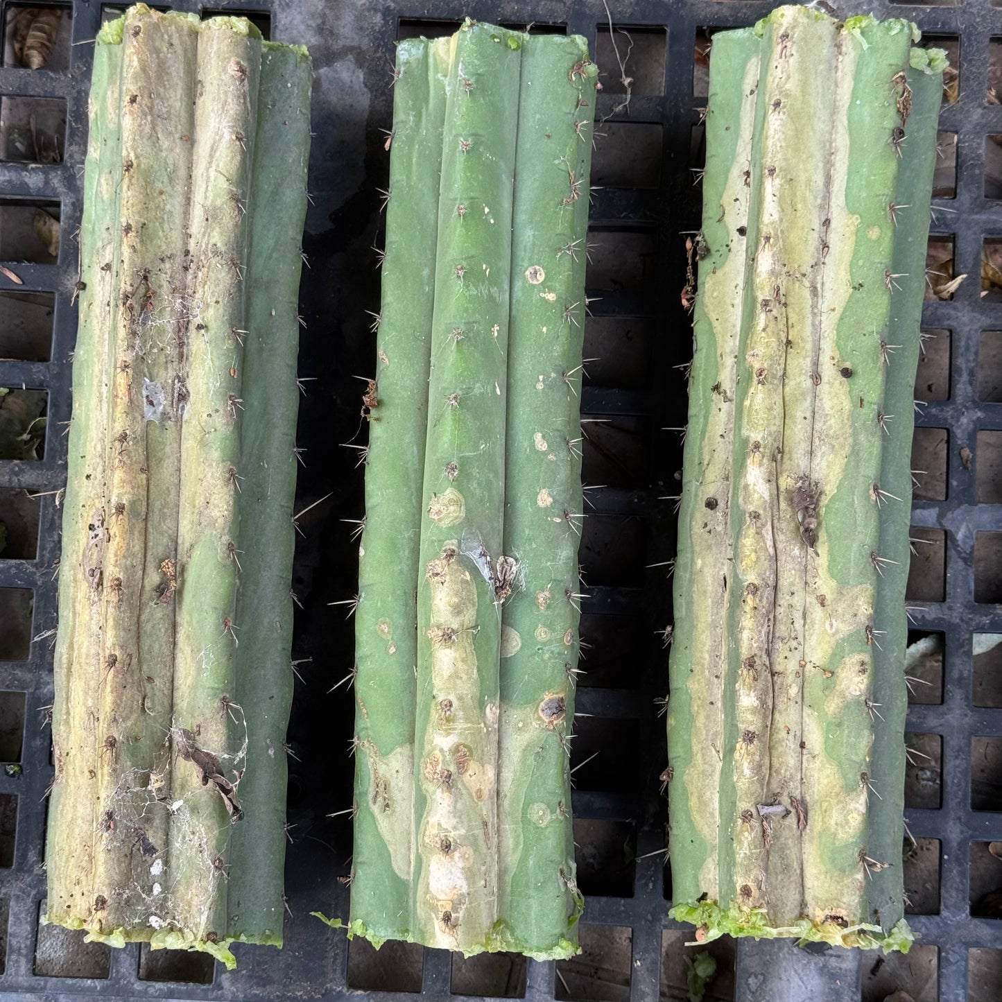 bulk box of cactuses