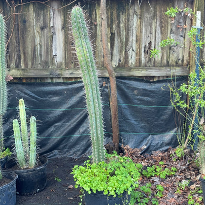 taquimbalensis - local pickup