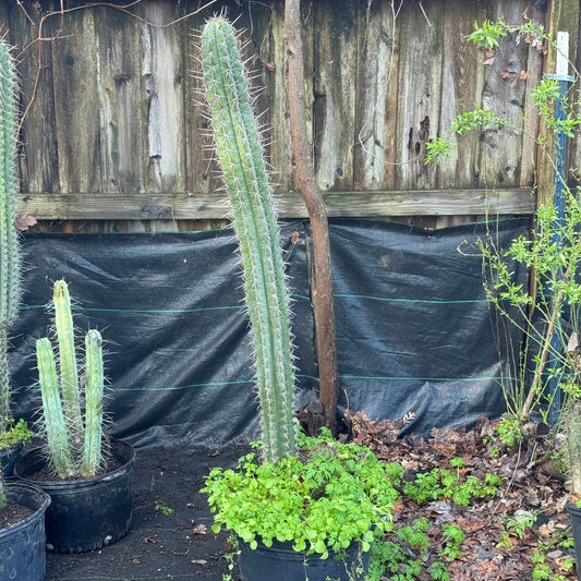 taquimbalensis - local pickup