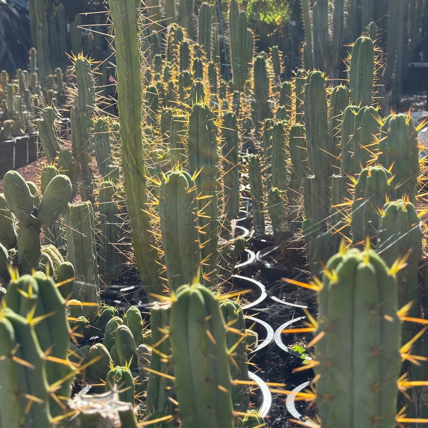 bridge Cactus Kate