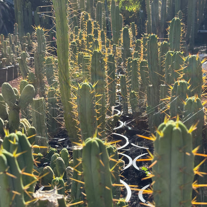 bridge Cactus Kate