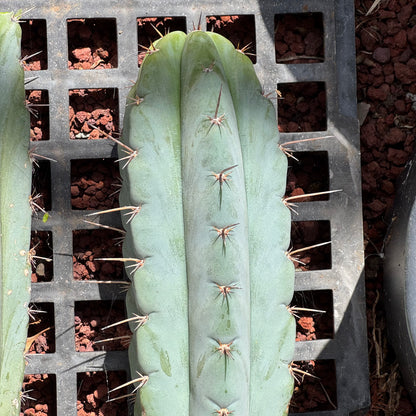 Verne’s Wild Andes #7