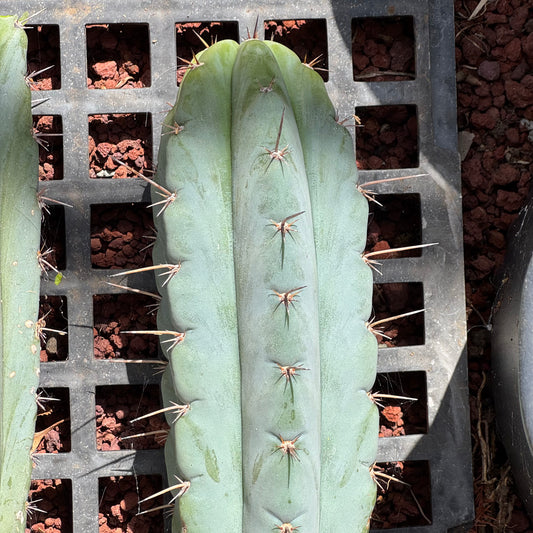 Verne’s Wild Andes #7