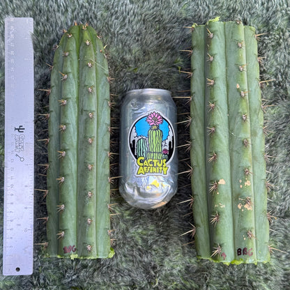 peru sp. puquiensis BBG#?