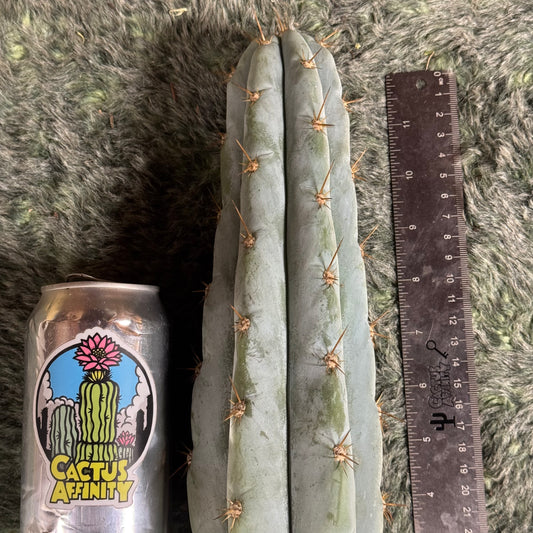 Verne’s Wild Andes aka IcarosDNA - free shipping