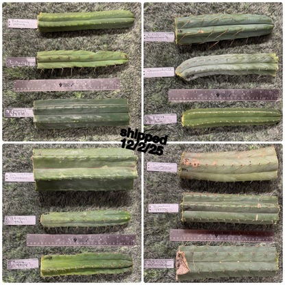 big box of cactuses - growers choice