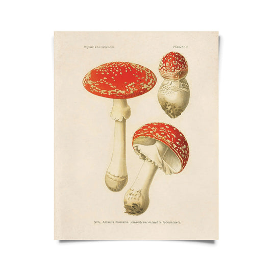 Vintage Amanita Mushroom Print w/ Optional Frame